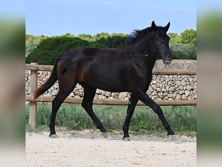 Minorchino Giumenta 3 Anni 159 cm Morello in Menorca