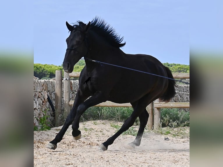 Minorchino Giumenta 3 Anni 159 cm Morello in Menorca