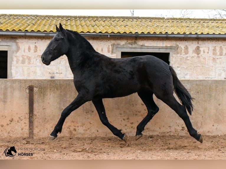 Minorchino Giumenta 3 Anni 160 cm Morello in Menorca