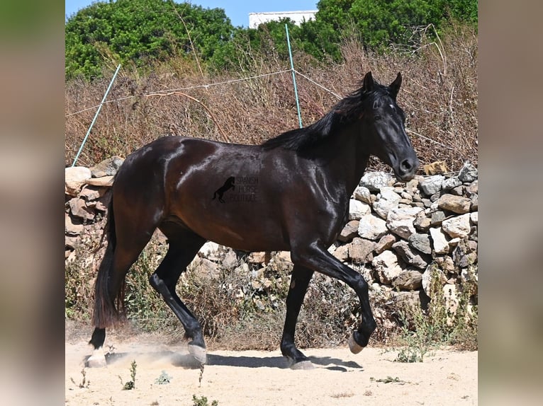 Minorchino Giumenta 3 Anni 162 cm Morello in Menorca