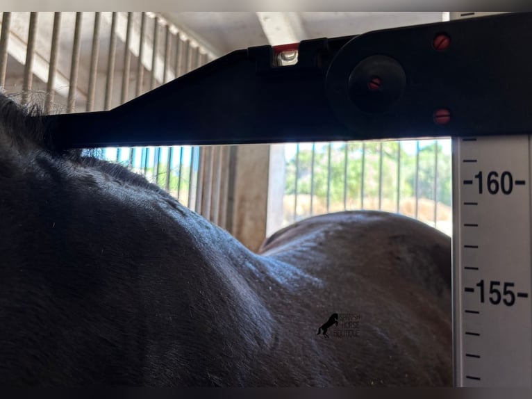 Minorchino Giumenta 3 Anni 162 cm Morello in Menorca