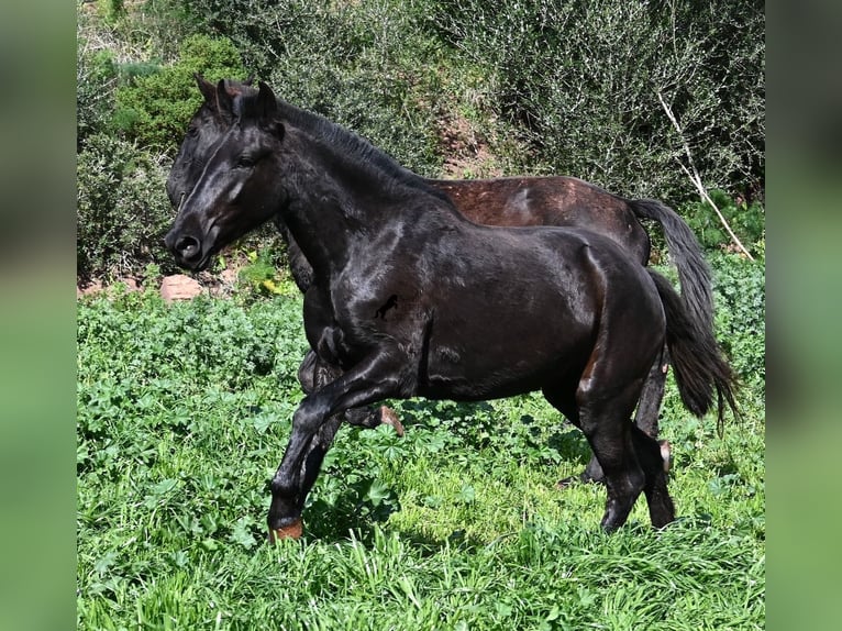 Minorchino Giumenta 3 Anni 163 cm Morello in Menorca