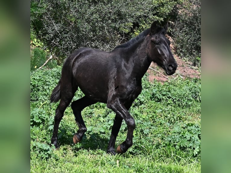 Minorchino Giumenta 3 Anni 163 cm Morello in Menorca