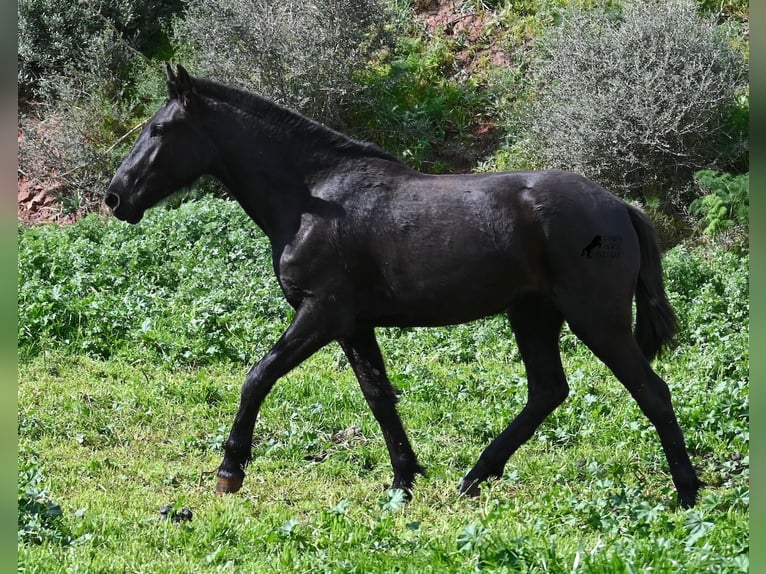 Minorchino Giumenta 3 Anni 163 cm Morello in Menorca