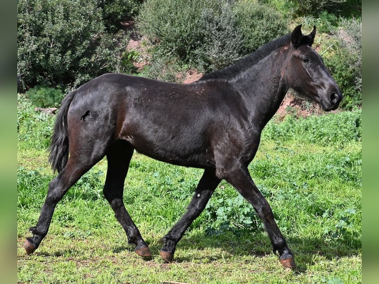 Minorchino Giumenta 3 Anni 163 cm Morello in Menorca
