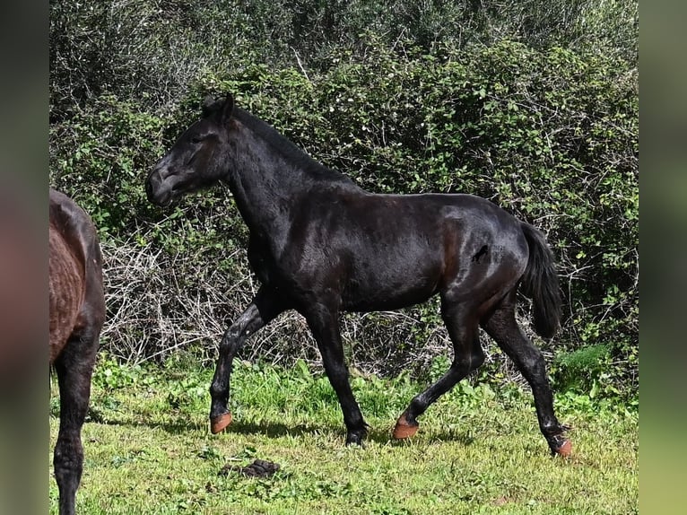 Minorchino Giumenta 3 Anni 163 cm Morello in Menorca