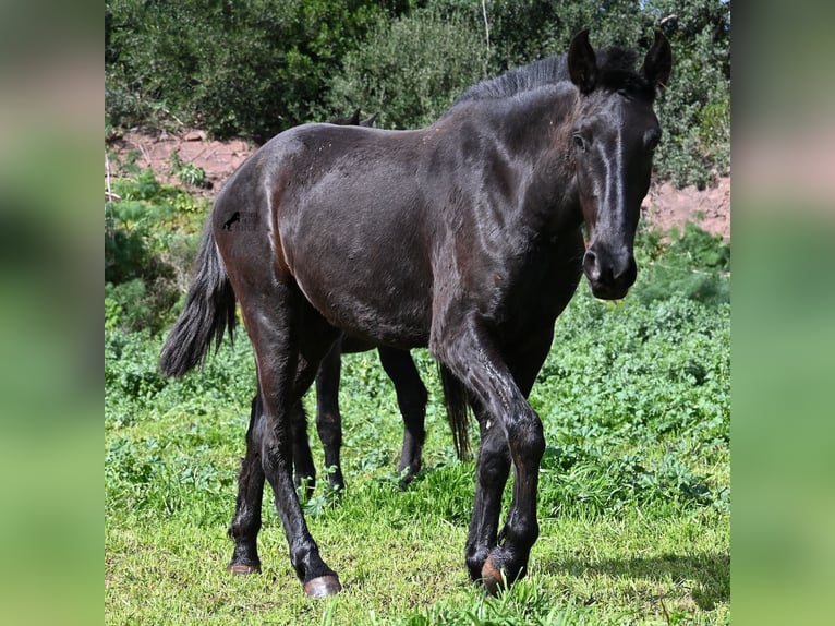 Minorchino Giumenta 3 Anni 163 cm Morello in Menorca