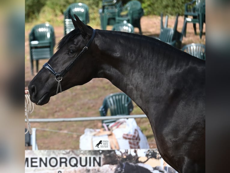 Minorchino Giumenta 3 Anni 165 cm Morello in Menorca