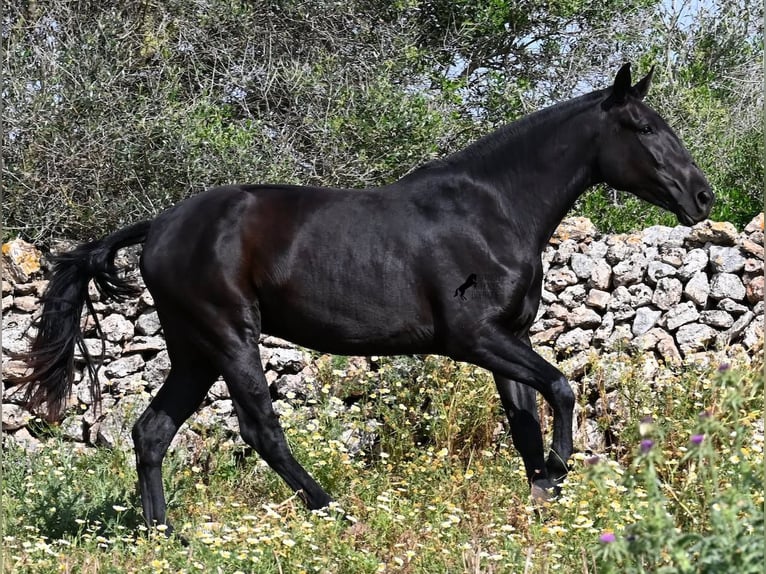 Minorchino Giumenta 3 Anni 166 cm Morello in Menorca