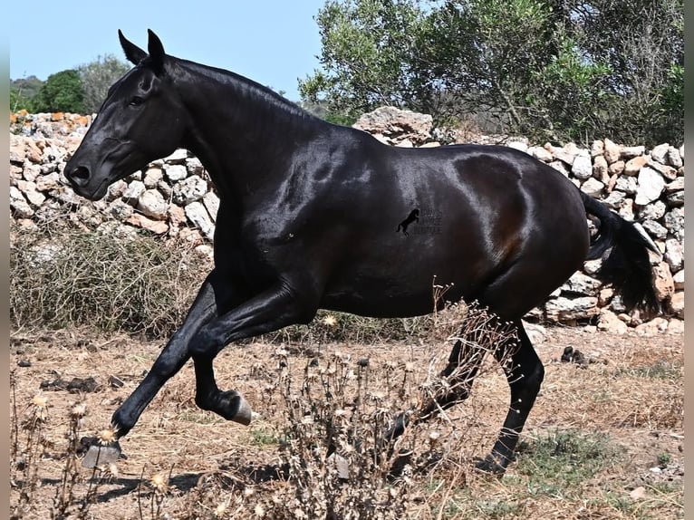 Minorchino Giumenta 3 Anni 166 cm Morello in Menorca