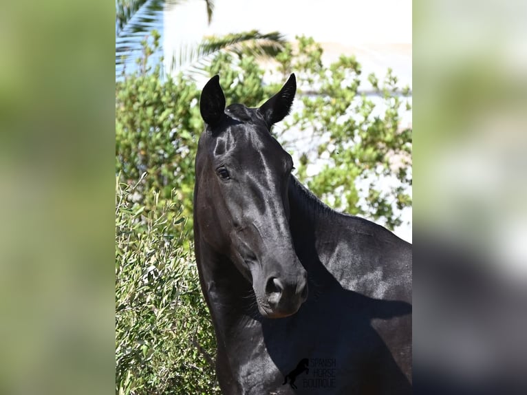 Minorchino Giumenta 3 Anni 166 cm Morello in Menorca