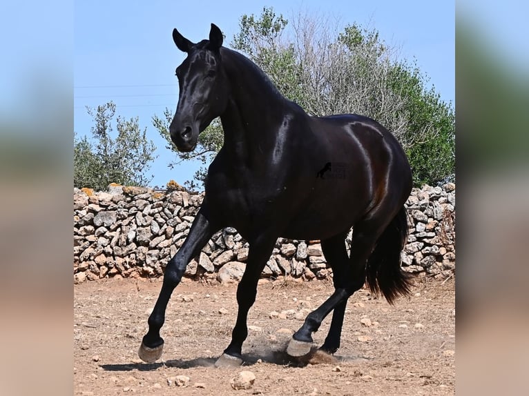 Minorchino Giumenta 3 Anni 166 cm Morello in Menorca