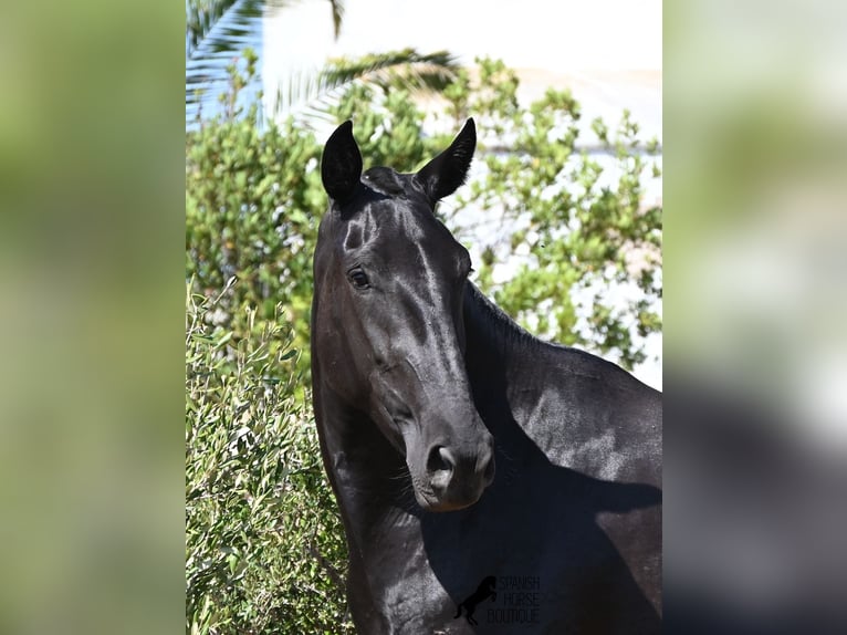 Minorchino Giumenta 3 Anni 166 cm Morello in Menorca