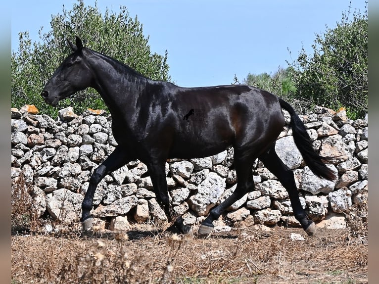 Minorchino Giumenta 3 Anni 166 cm Morello in Menorca