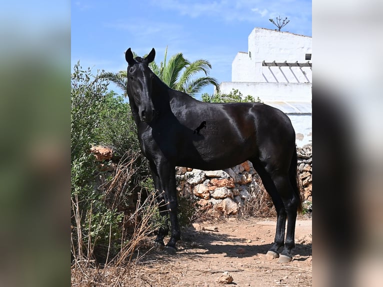 Minorchino Giumenta 3 Anni 166 cm Morello in Menorca