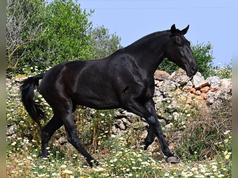 Minorchino Giumenta 3 Anni 166 cm Morello in Menorca