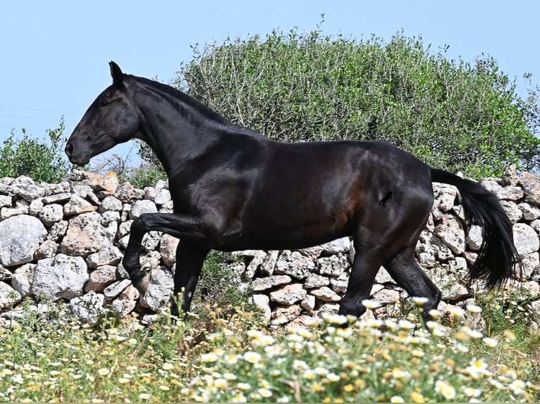 Minorchino Giumenta 3 Anni 166 cm Morello in Menorca
