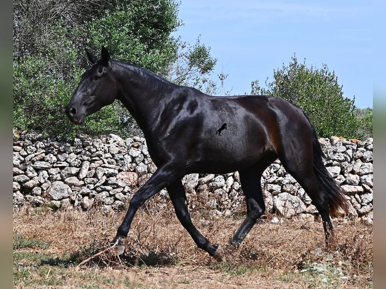 Minorchino Giumenta 3 Anni 166 cm Morello in Menorca