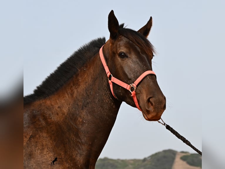 Minorchino Giumenta 3 Anni 166 cm Morello in Menorca