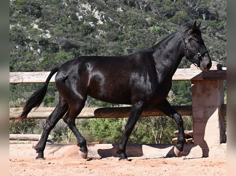 Minorchino Giumenta 3 Anni 167 cm Morello in Menorca