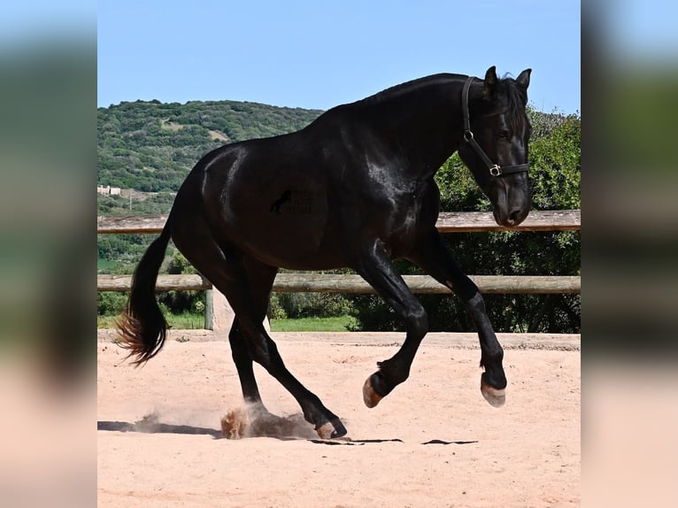 Minorchino Giumenta 3 Anni 167 cm Morello in Menorca