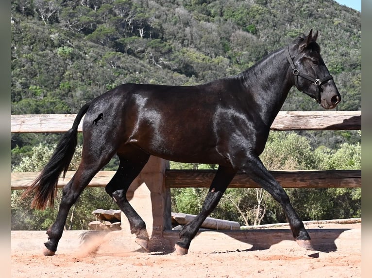 Minorchino Giumenta 3 Anni 167 cm Morello in Menorca