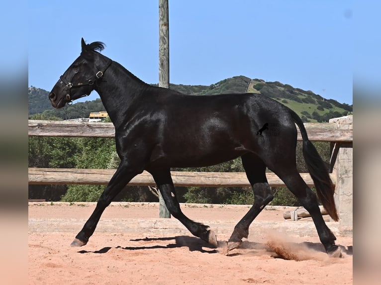Minorchino Giumenta 3 Anni 167 cm Morello in Menorca