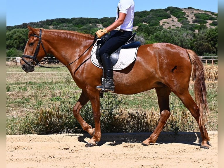 Minorchino Giumenta 4 Anni 155 cm Sauro in Menorca