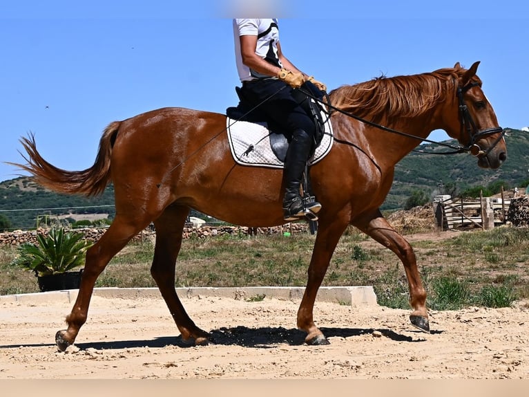 Minorchino Giumenta 4 Anni 155 cm Sauro in Menorca