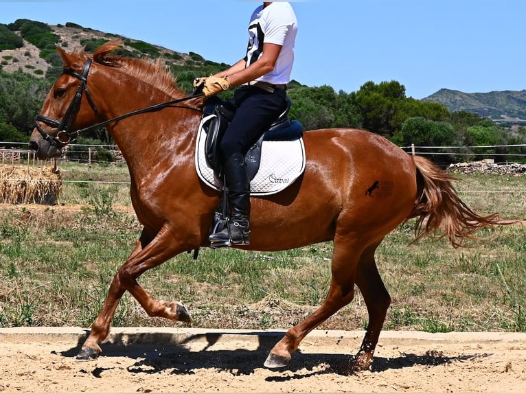Minorchino Giumenta 4 Anni 155 cm Sauro in Menorca