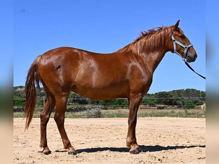 Minorchino Giumenta 4 Anni 155 cm Sauro in Menorca
