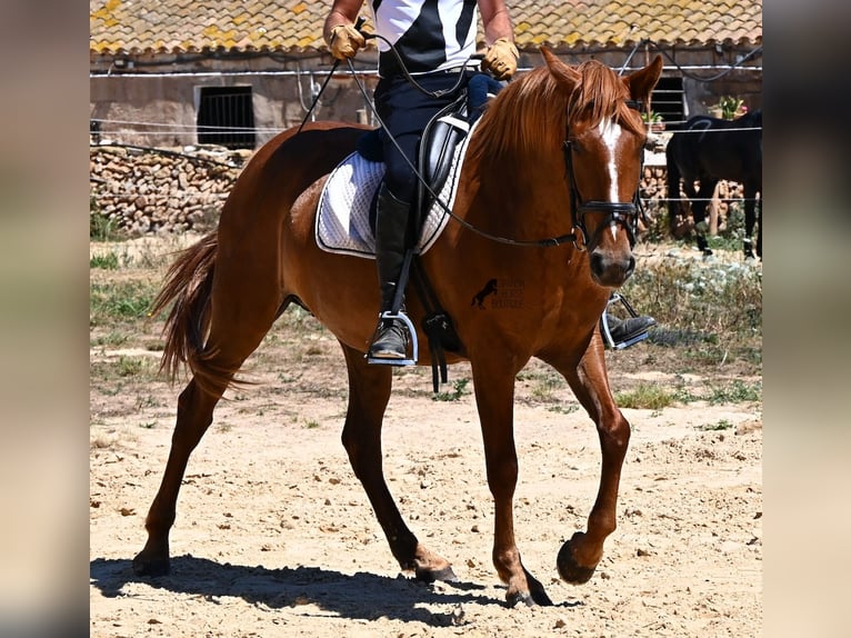 Minorchino Giumenta 4 Anni 155 cm Sauro in Menorca
