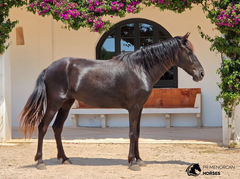 Minorchino Giumenta 4 Anni 161 cm Morello in Menorca