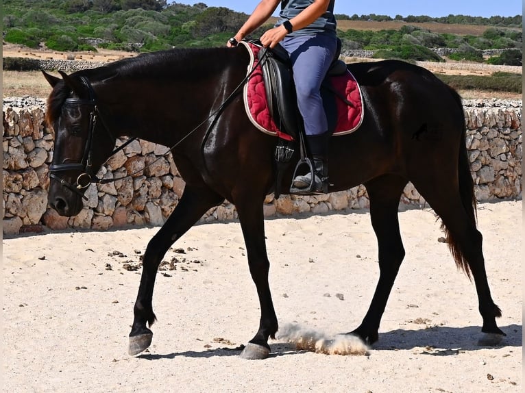 Minorchino Giumenta 4 Anni 161 cm Morello in Menorca