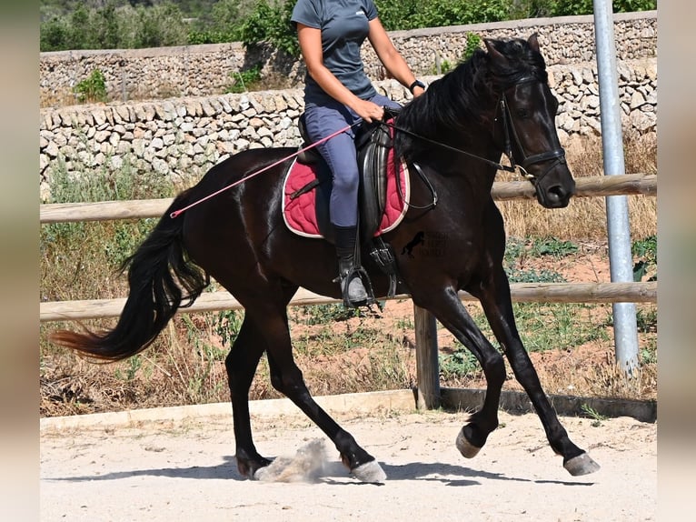 Minorchino Giumenta 4 Anni 161 cm Morello in Menorca