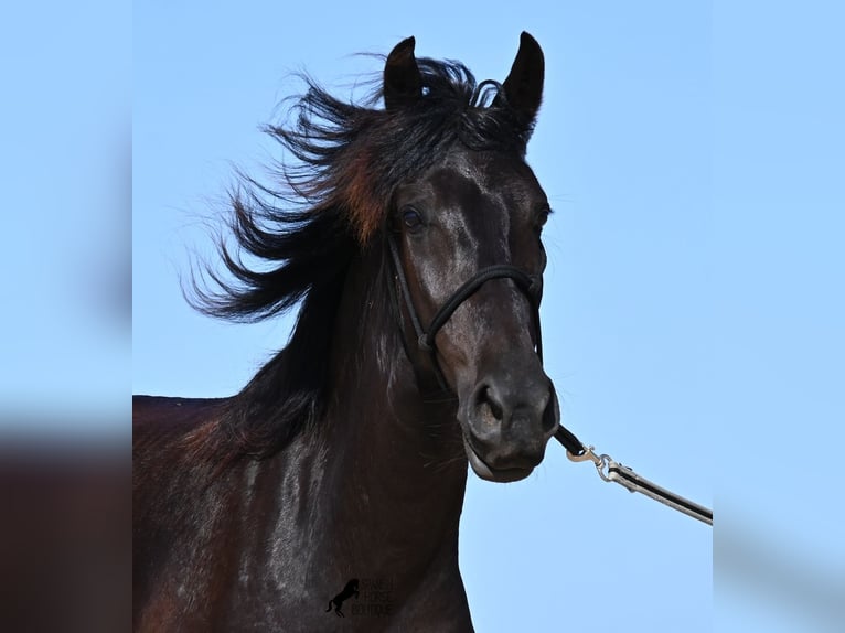 Minorchino Giumenta 4 Anni 161 cm Morello in Menorca