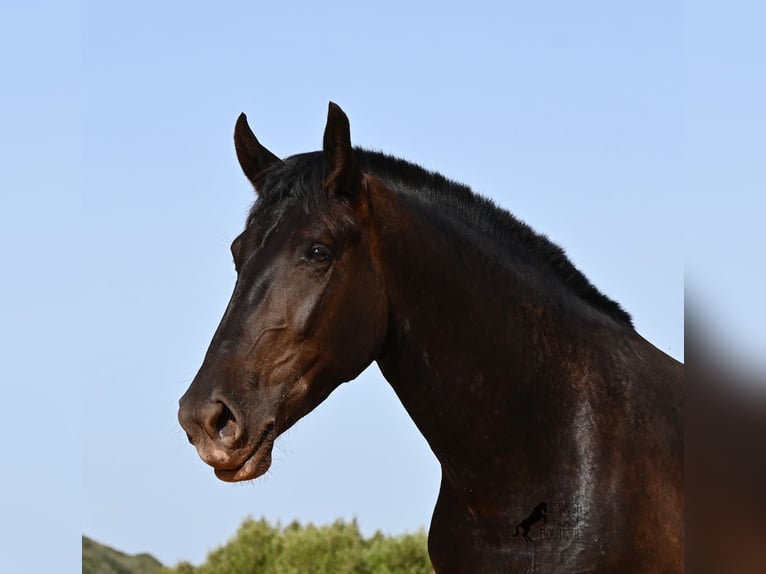 Minorchino Giumenta 4 Anni 161 cm Morello in Menorca