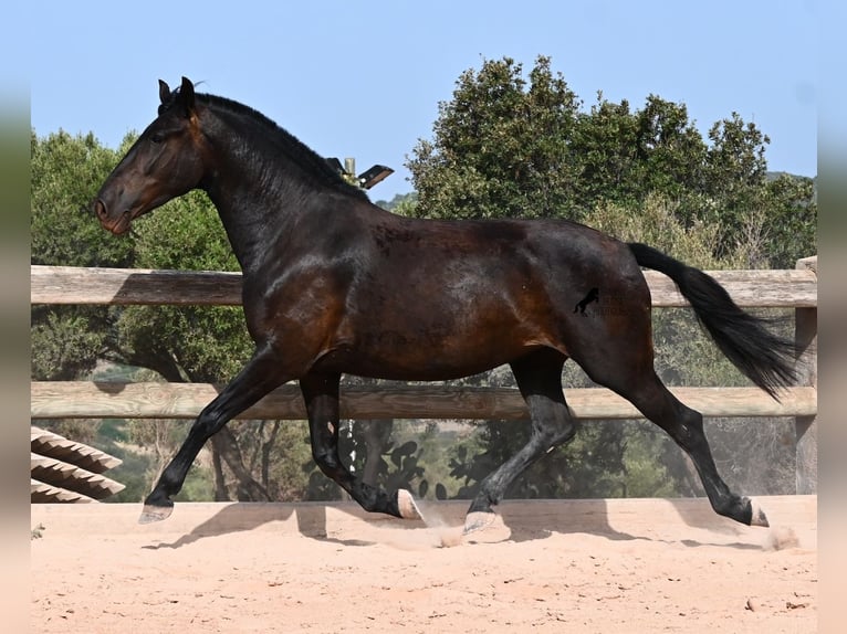 Minorchino Giumenta 4 Anni 161 cm Morello in Menorca