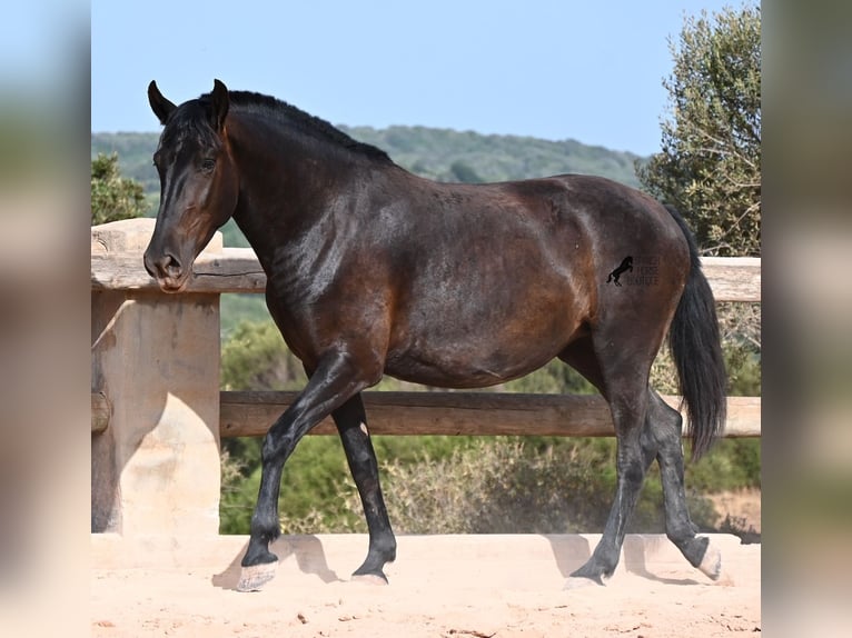 Minorchino Giumenta 4 Anni 161 cm Morello in Menorca