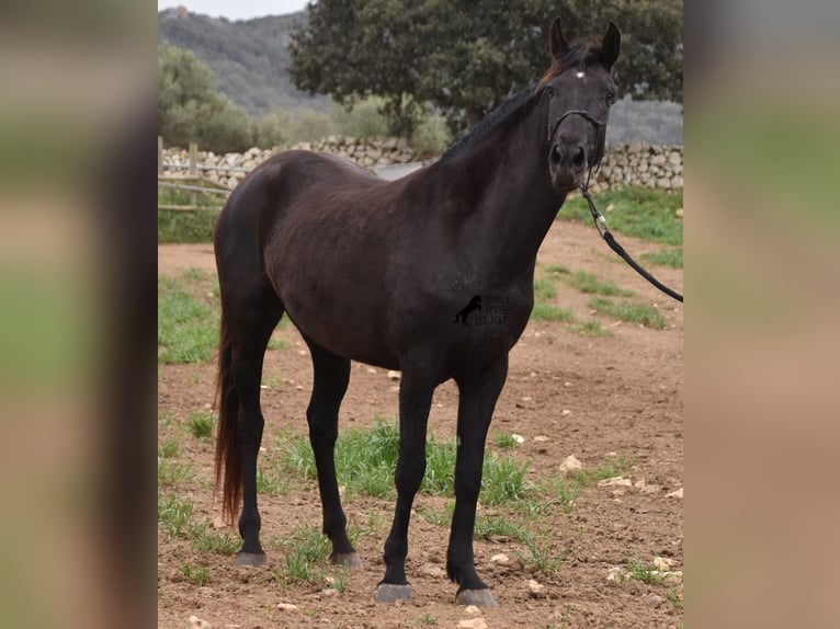 Minorchino Giumenta 5 Anni 154 cm Morello in Menorca