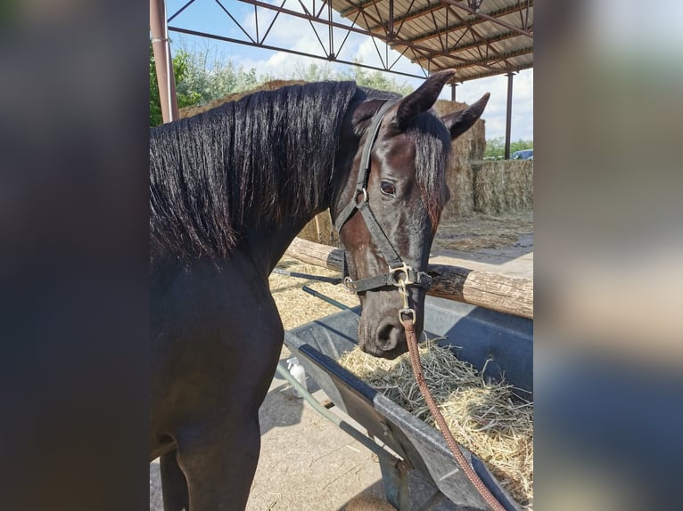 Minorchino Giumenta 5 Anni 155 cm Morello in Vysoká Pri Morave