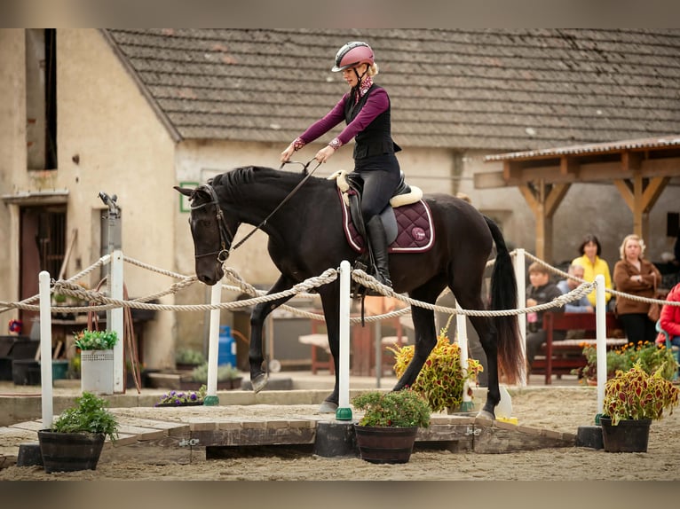 Minorchino Giumenta 5 Anni 155 cm Morello in Vysoká Pri Morave