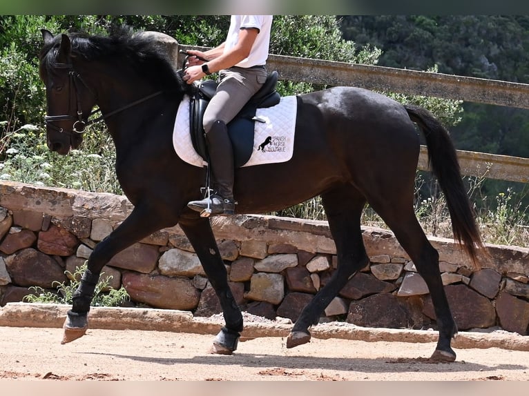 Minorchino Giumenta 5 Anni 165 cm Morello in Menorca