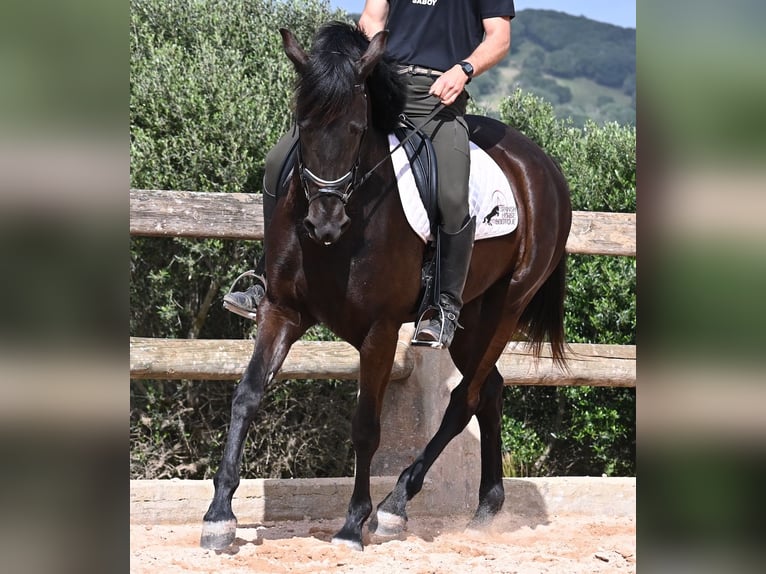Minorchino Giumenta 5 Anni 165 cm Morello in Menorca