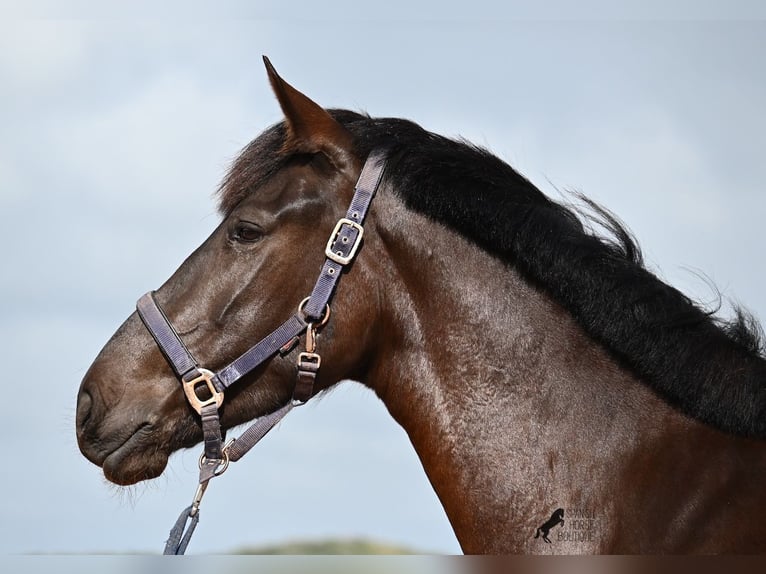 Minorchino Giumenta 5 Anni 165 cm Morello in Menorca