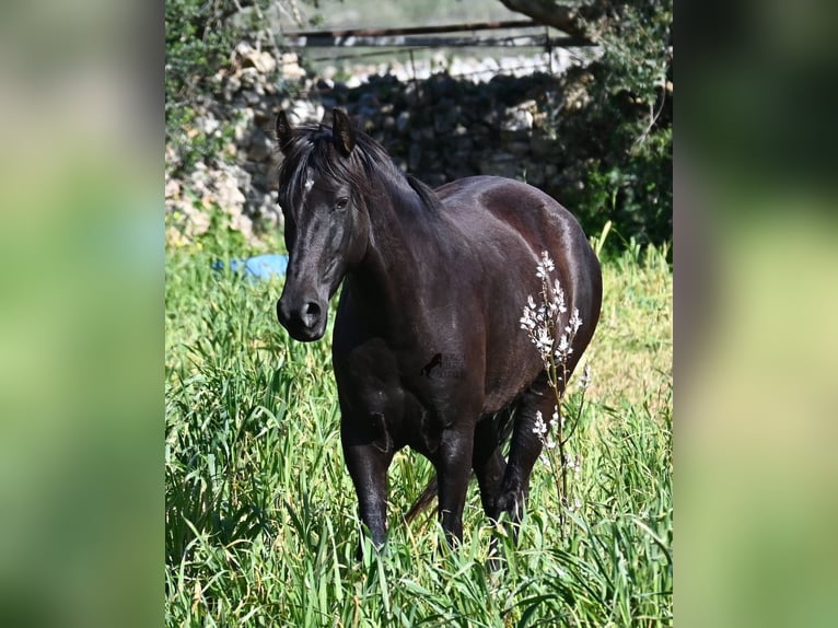 Minorchino Giumenta 5 Anni 167 cm Morello in Menorca