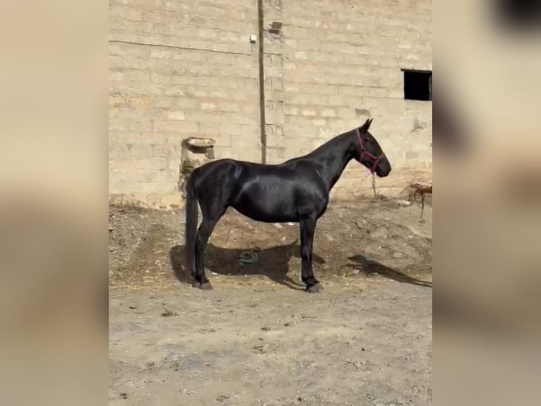 Minorchino Giumenta 6 Anni 155 cm Morello in Mesquida (Sa) (Platja)