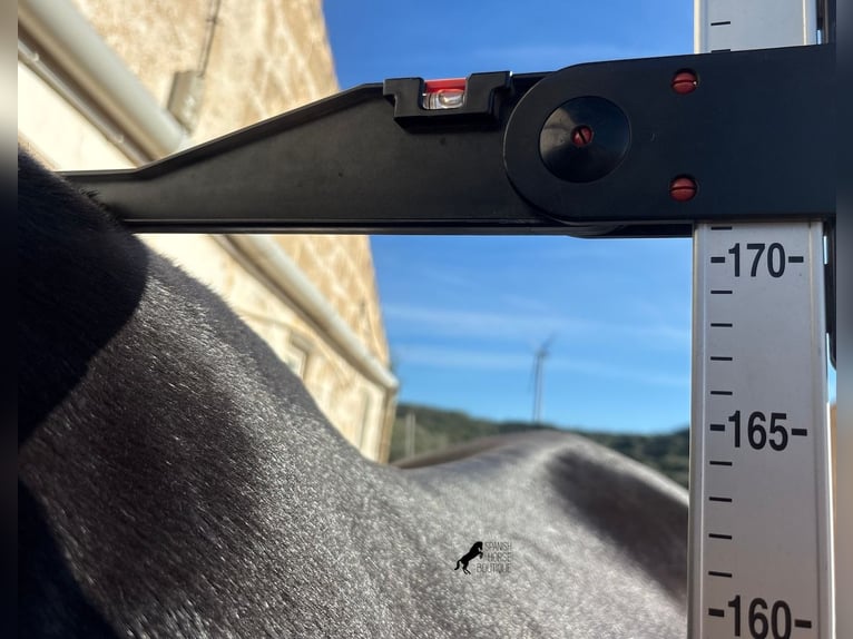 Minorchino Giumenta 6 Anni 171 cm Morello in Menorca