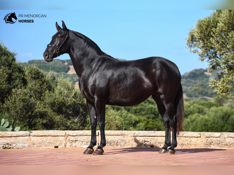 Minorchino Giumenta 8 Anni 152 cm Morello in Menorca