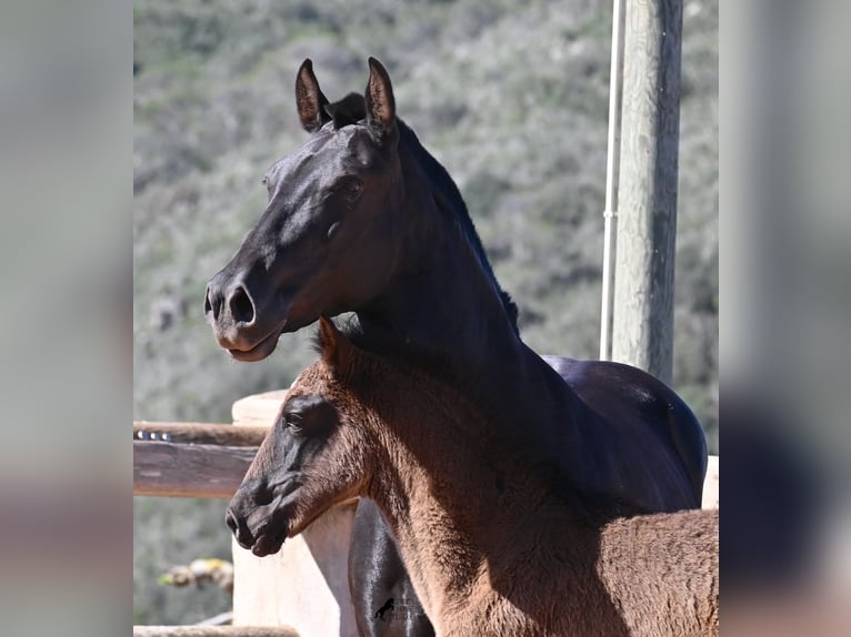 Minorchino Giumenta 8 Anni 153 cm Morello in Menorca